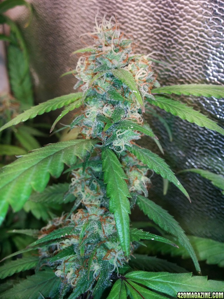 COB_LED_GROW_LIGHT_BUDMASTER_ICE_MUD_ICEMUD_21_.jpg