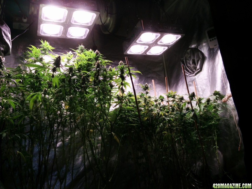 COB_LED_GROW_LIGHT_BUDMASTER_ICE_MUD_ICEMUD_22_.jpg