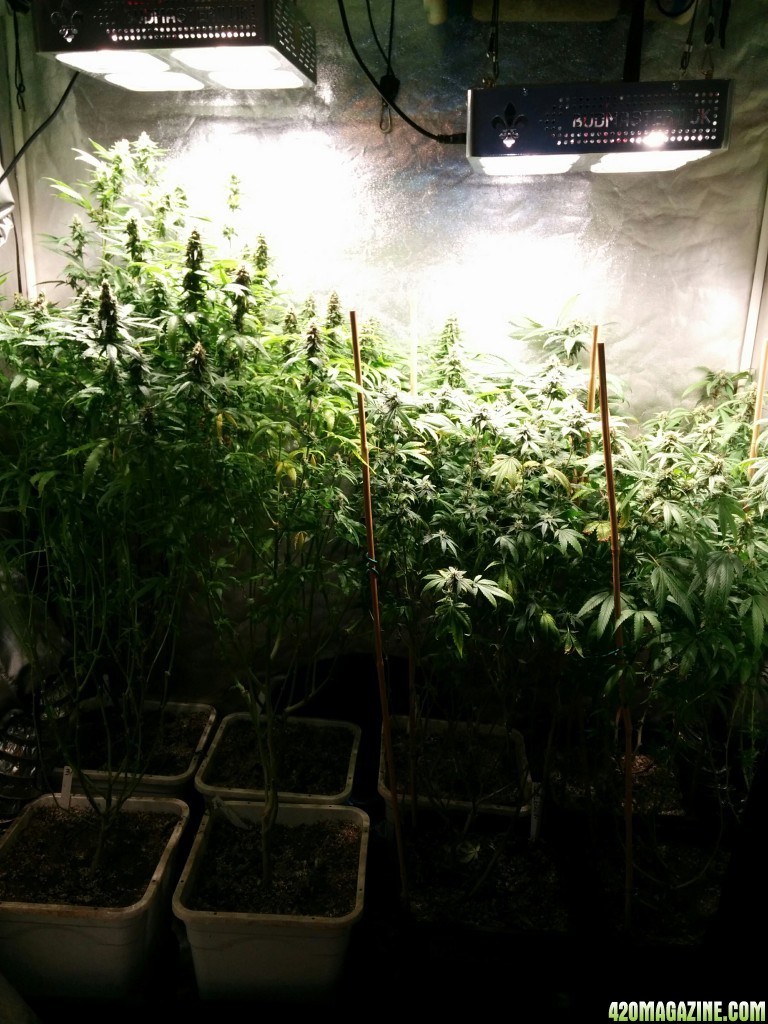 COB_LED_GROW_LIGHT_BUDMASTER_ICE_MUD_ICEMUD_2_.jpg