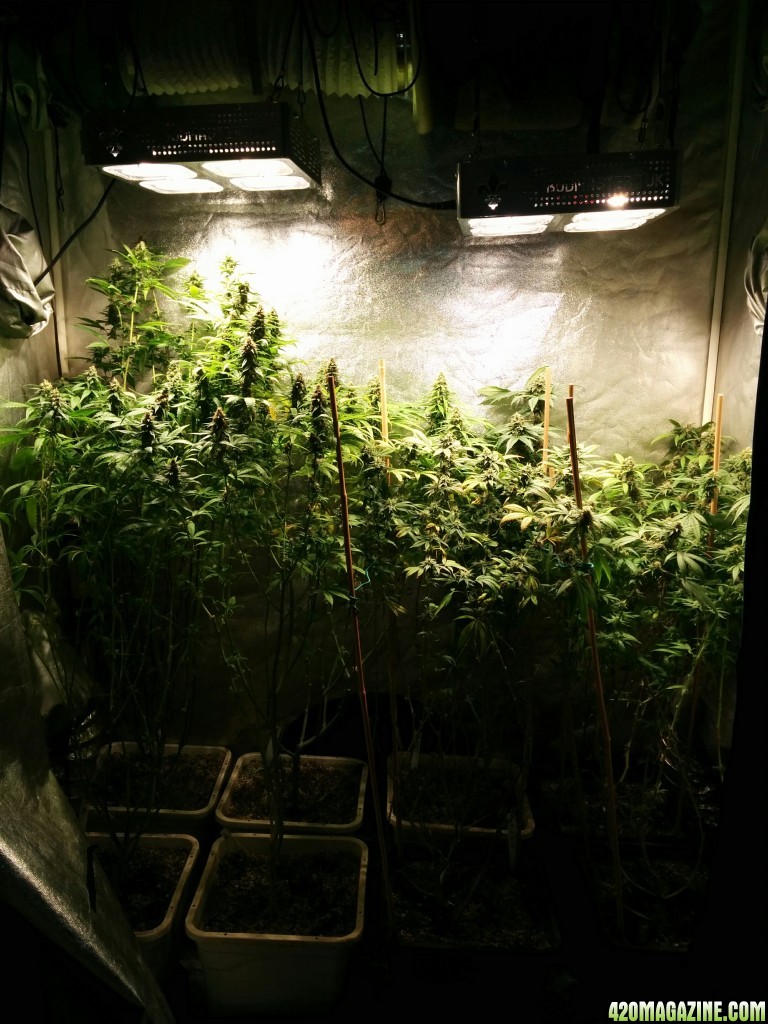 COB_LED_GROW_LIGHT_BUDMASTER_ICE_MUD_ICEMUD_2_1.jpg