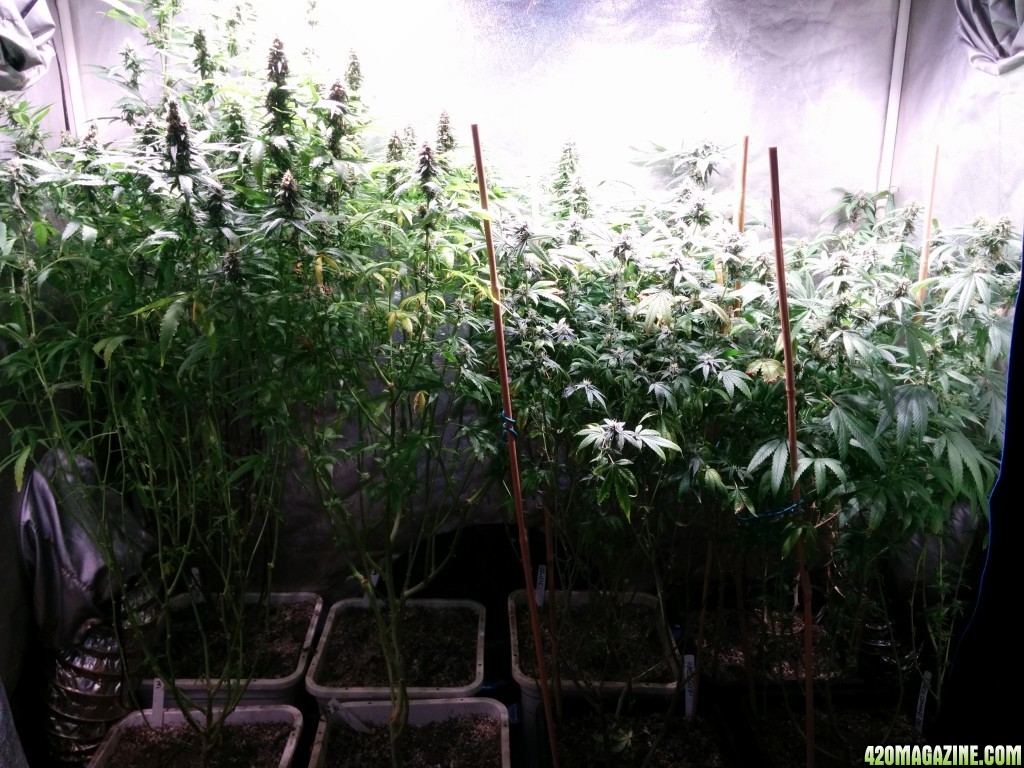 COB_LED_GROW_LIGHT_BUDMASTER_ICE_MUD_ICEMUD_3_.jpg