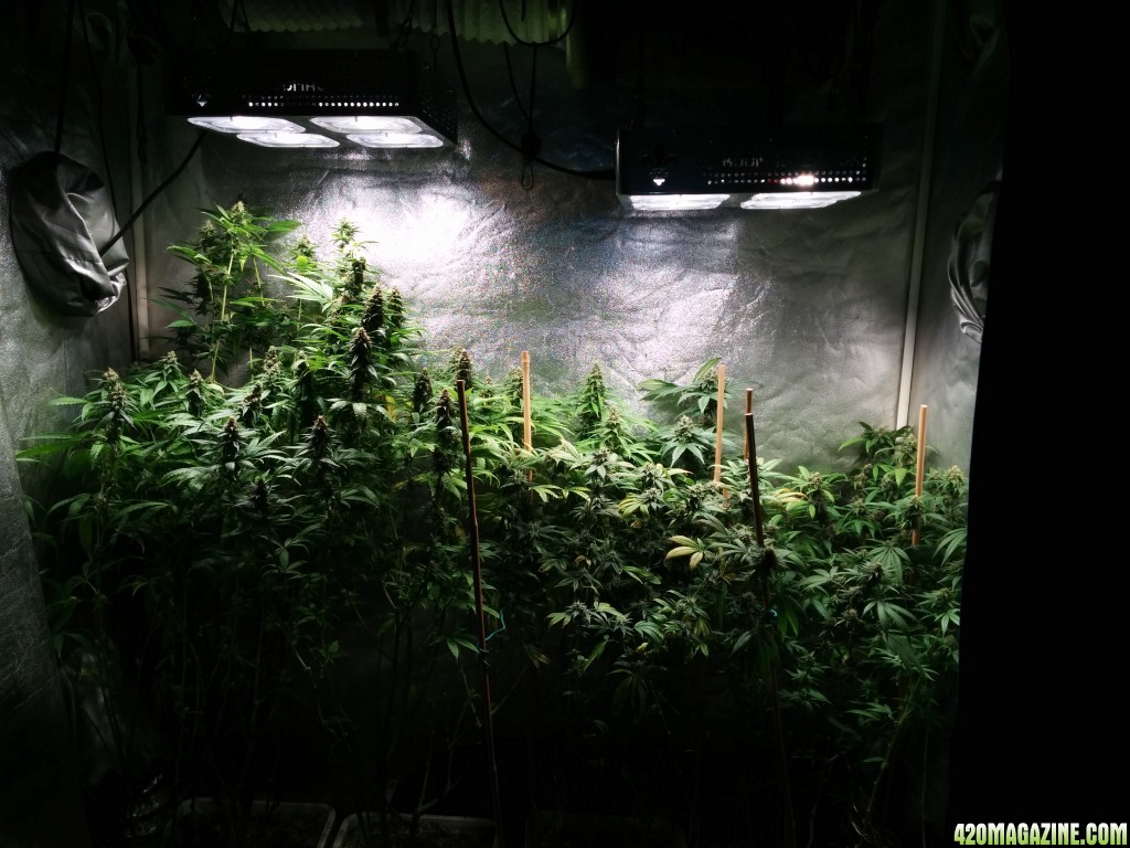 COB_LED_GROW_LIGHT_BUDMASTER_ICE_MUD_ICEMUD_3_1.jpg