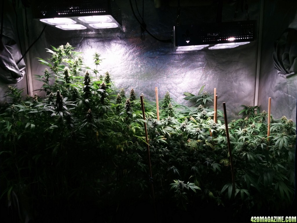 COB_LED_GROW_LIGHT_BUDMASTER_ICE_MUD_ICEMUD_4_.jpg