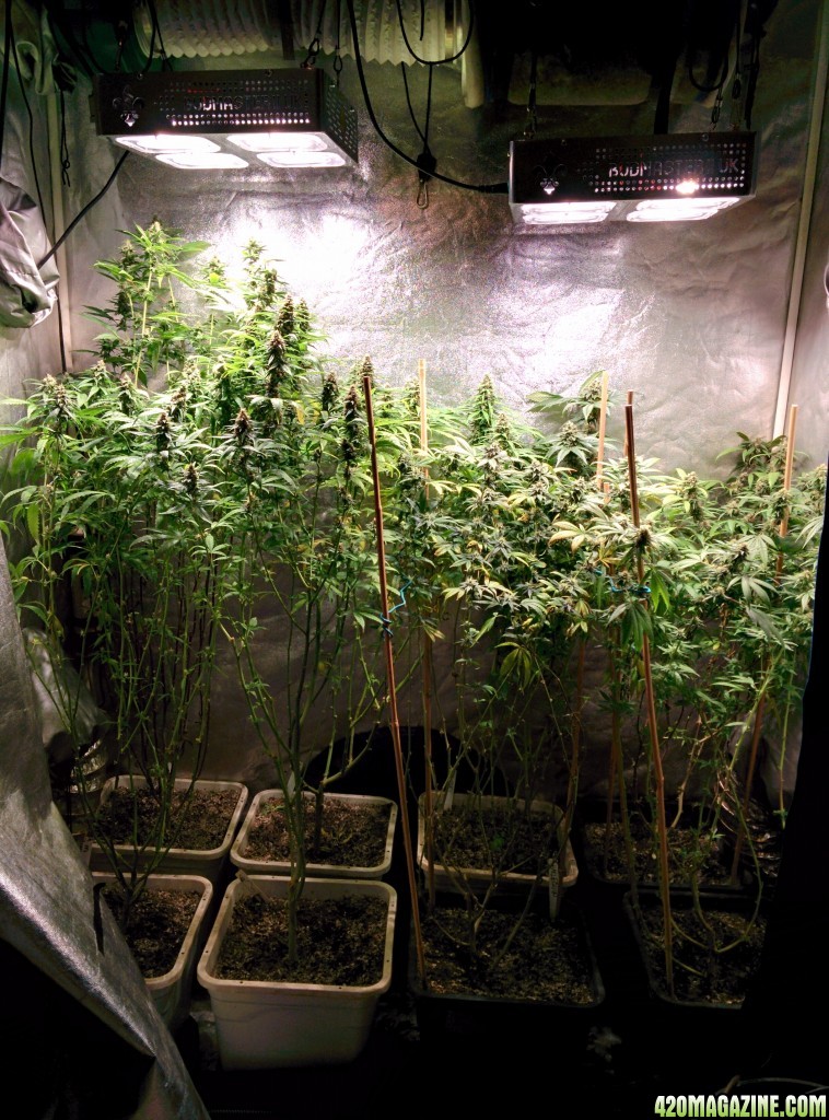 COB_LED_GROW_LIGHT_BUDMASTER_ICE_MUD_ICEMUD_4_1.jpg