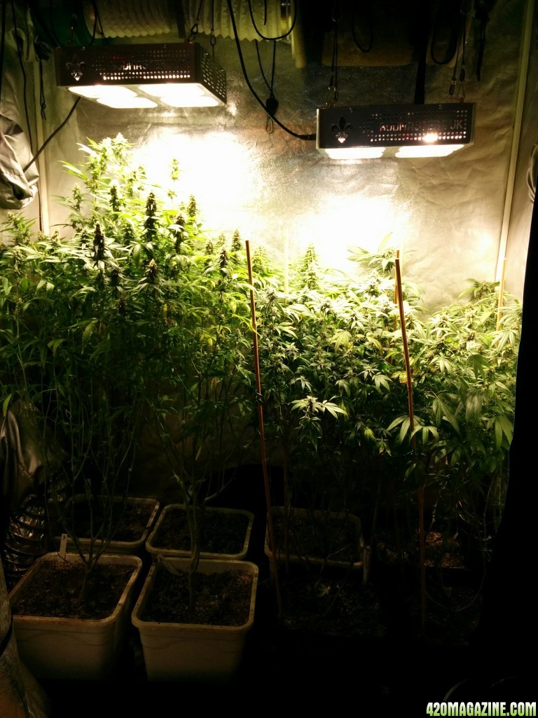 COB_LED_GROW_LIGHT_BUDMASTER_ICE_MUD_ICEMUD_5_.jpg