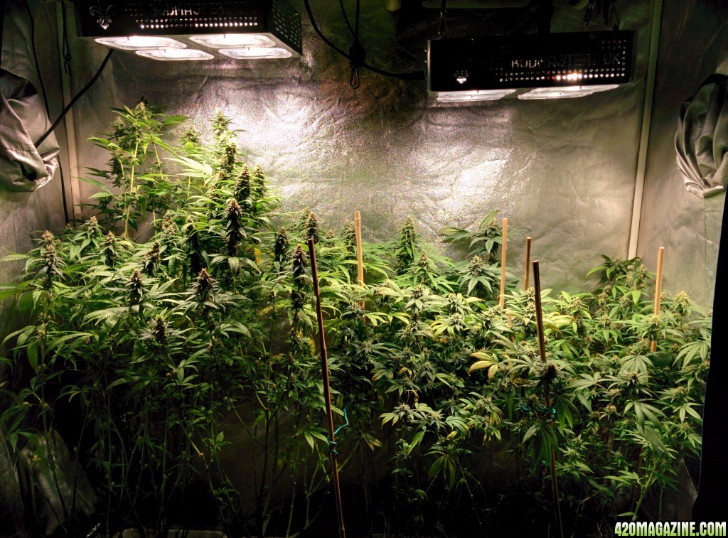 COB_LED_GROW_LIGHT_BUDMASTER_ICE_MUD_ICEMUD_5_1.jpg