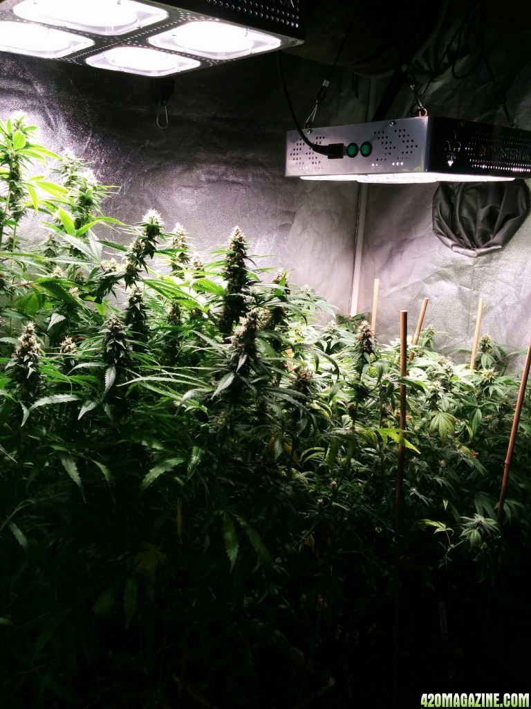 COB_LED_GROW_LIGHT_BUDMASTER_ICE_MUD_ICEMUD_6_.jpg