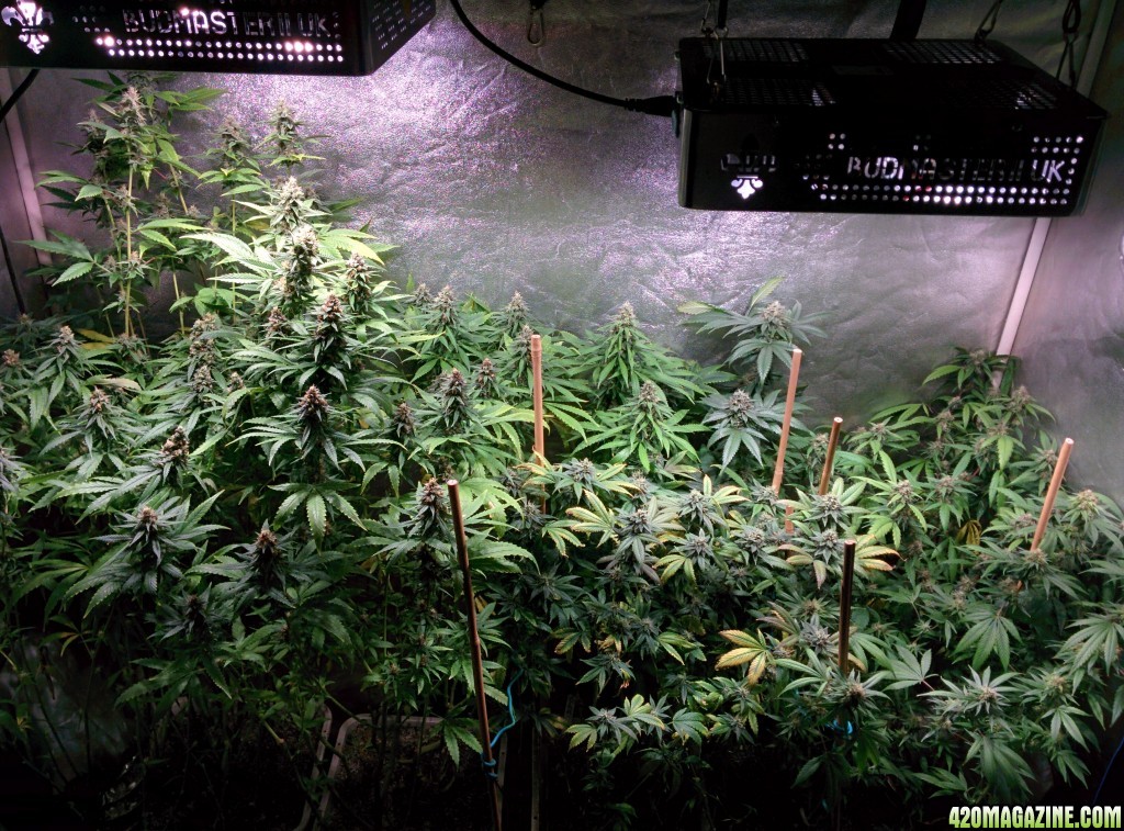 COB_LED_GROW_LIGHT_BUDMASTER_ICE_MUD_ICEMUD_6_1.jpg