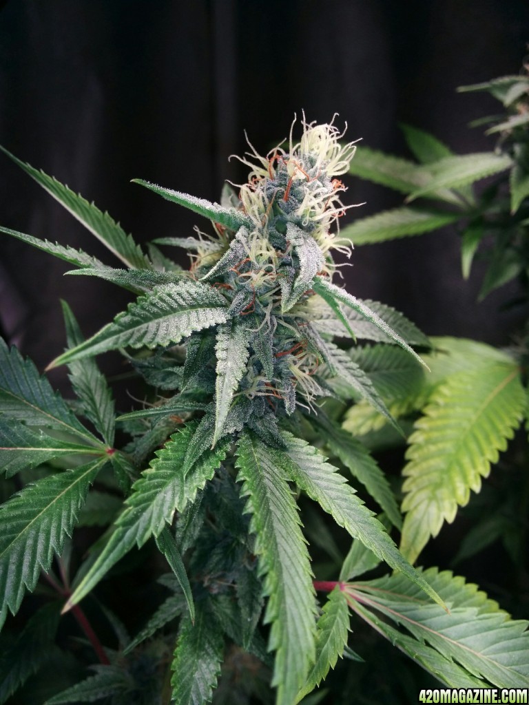 COB_LED_GROW_LIGHT_BUDMASTER_ICE_MUD_ICEMUD_7_.jpg