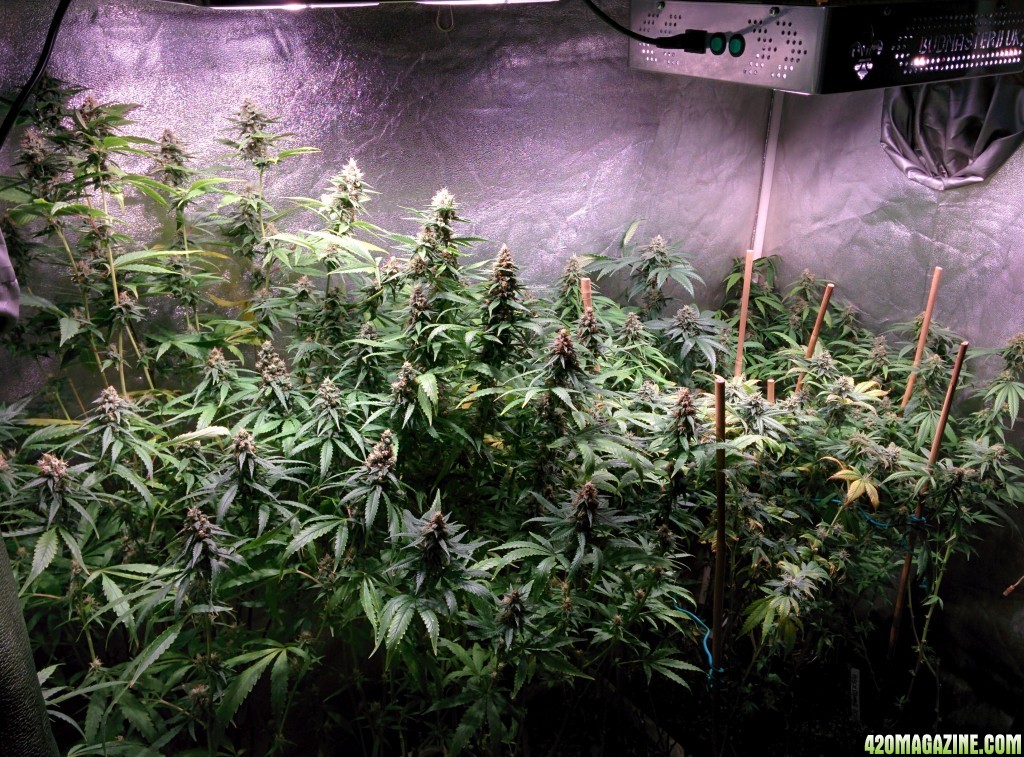 COB_LED_GROW_LIGHT_BUDMASTER_ICE_MUD_ICEMUD_7_1.jpg