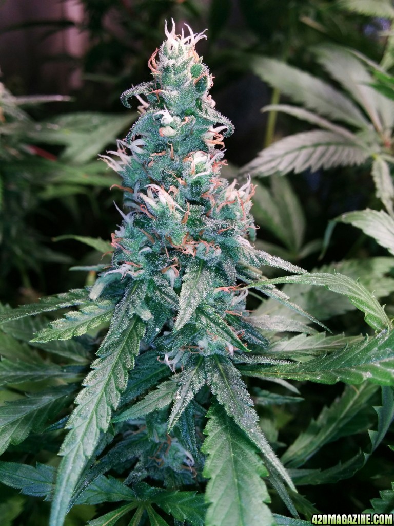 COB_LED_GROW_LIGHT_BUDMASTER_ICE_MUD_ICEMUD_8_.jpg