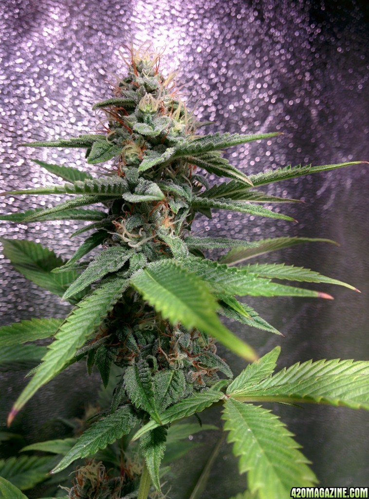 COB_LED_GROW_LIGHT_BUDMASTER_ICE_MUD_ICEMUD_8_1.jpg