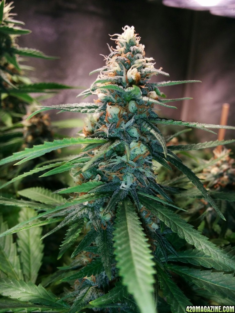 COB_LED_GROW_LIGHT_BUDMASTER_ICE_MUD_ICEMUD_9_.jpg