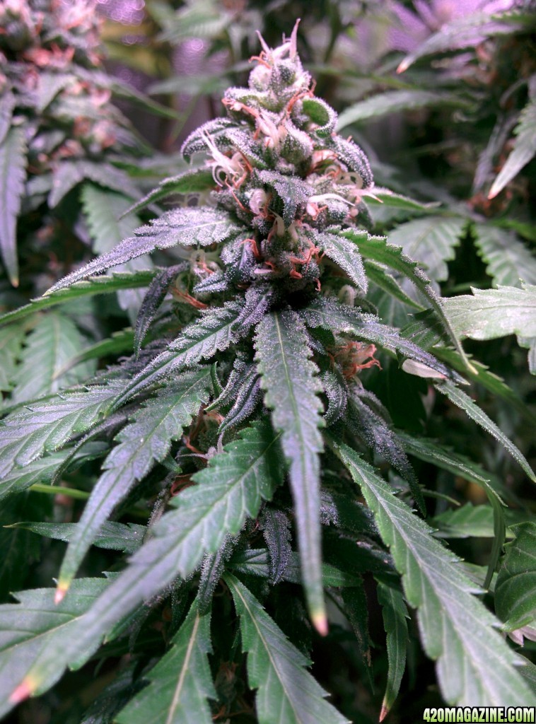 COB_LED_GROW_LIGHT_BUDMASTER_ICE_MUD_ICEMUD_9_1.jpg