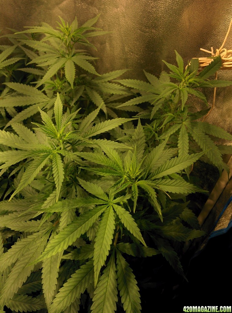 COB_LED_Grow_Light_icemud_Budmaster_10_.jpg