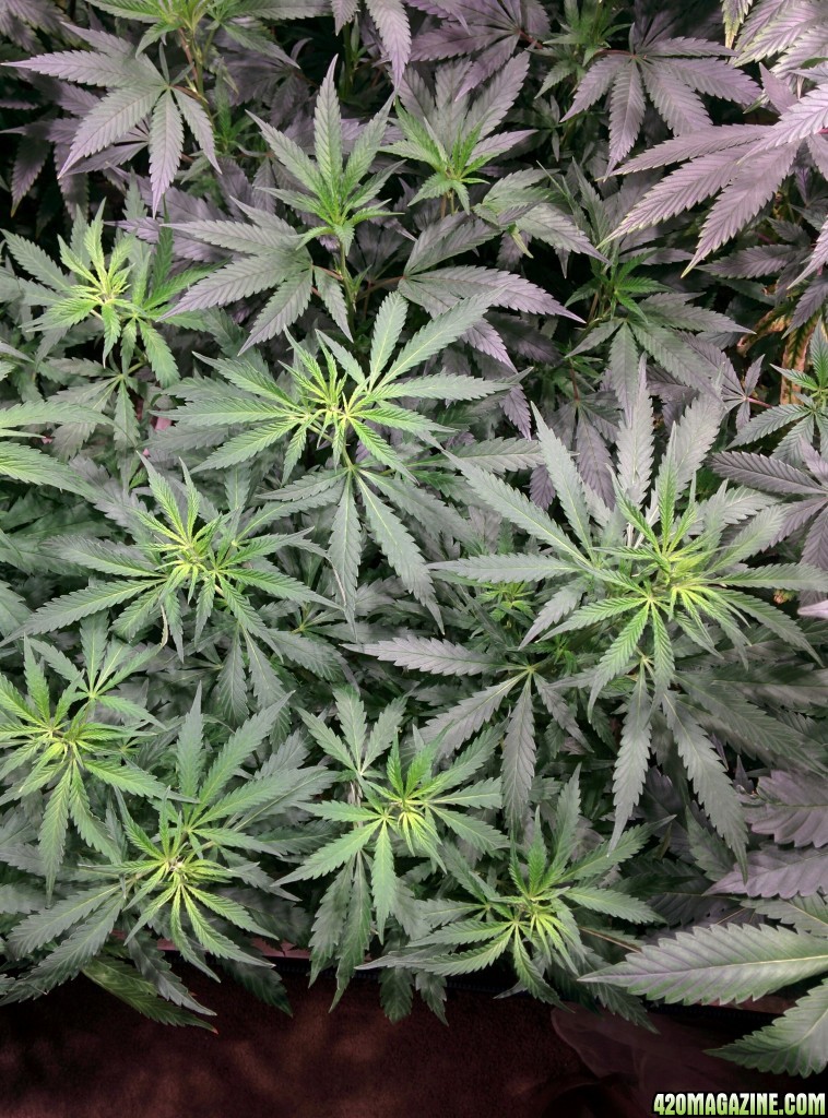 COB_LED_Grow_Light_icemud_Budmaster_12_.jpg