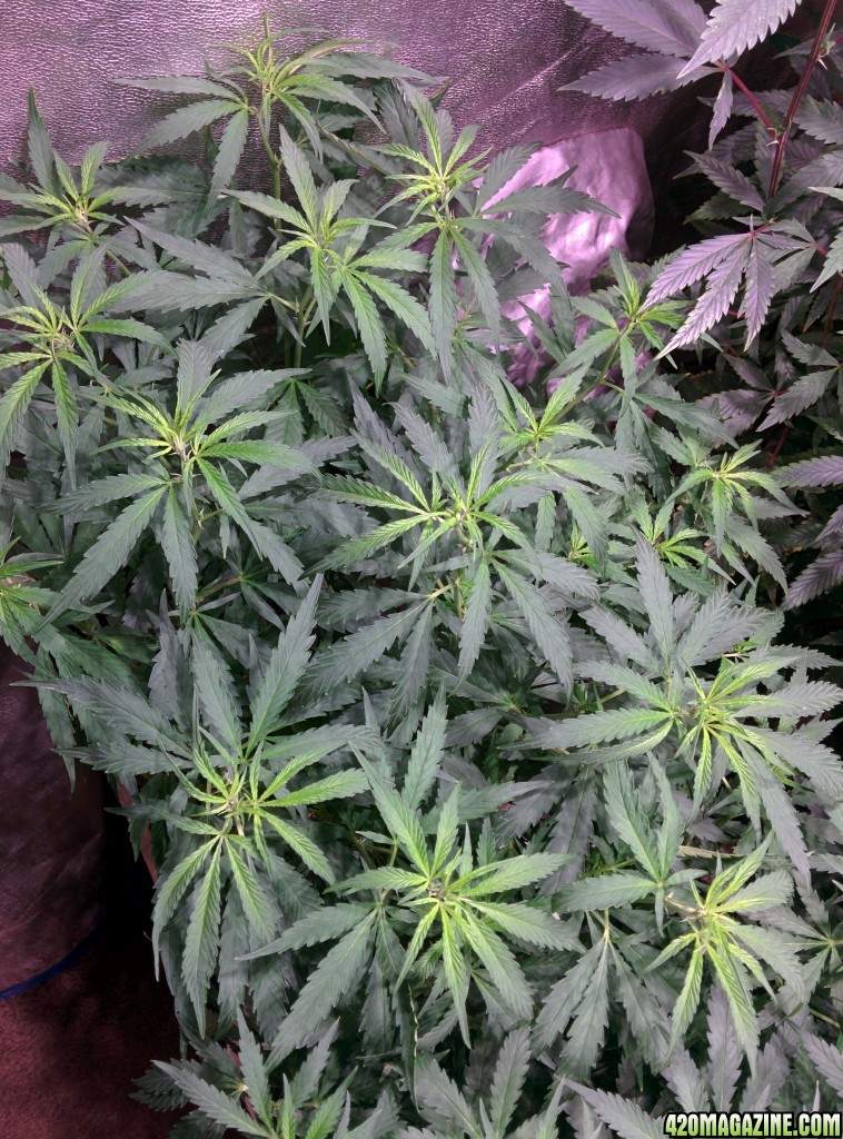 COB_LED_Grow_Light_icemud_Budmaster_13_.jpg