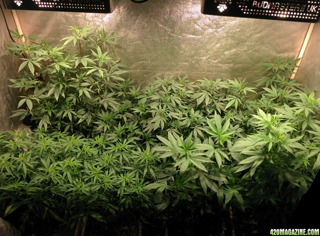 COB_LED_Grow_Light_icemud_Budmaster_14_.jpg