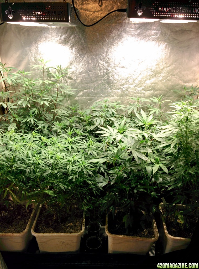 COB_LED_Grow_Light_icemud_Budmaster_15_.jpg