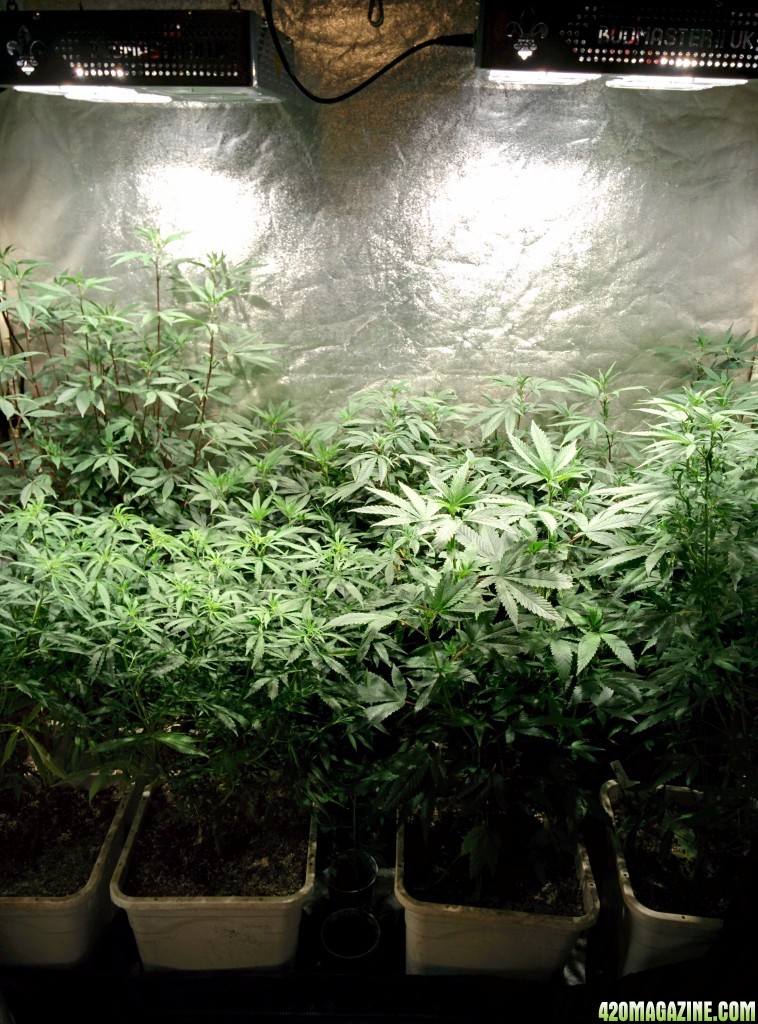 COB_LED_Grow_Light_icemud_Budmaster_1_.jpg