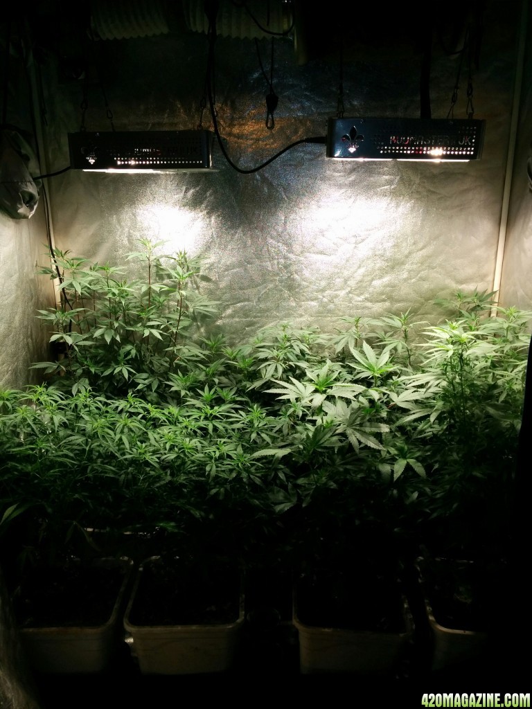 COB_LED_Grow_Light_icemud_Budmaster_2_.jpg