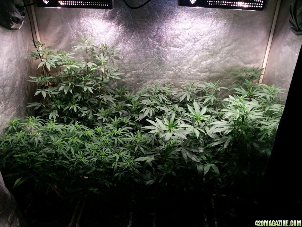 COB_LED_Grow_Light_icemud_Budmaster_3_.jpg