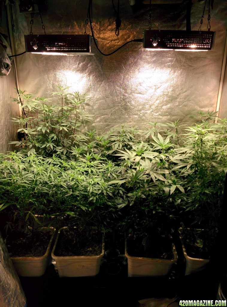 COB_LED_Grow_Light_icemud_Budmaster_4_.jpg