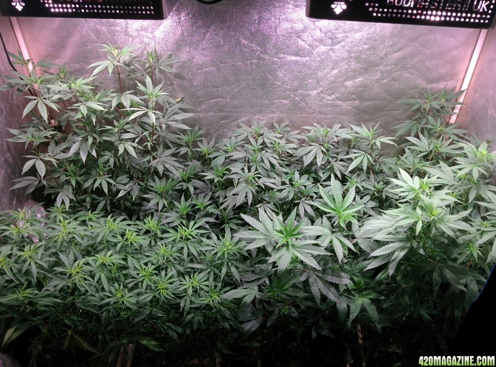 COB_LED_Grow_Light_icemud_Budmaster_5_.jpg