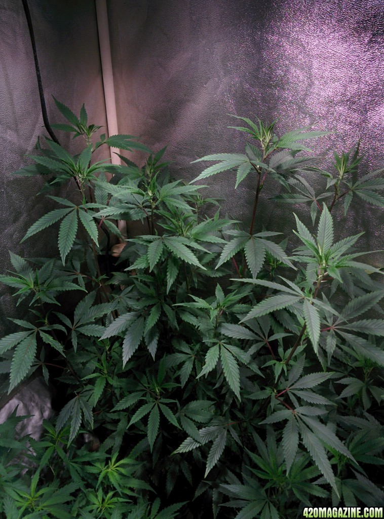 COB_LED_Grow_Light_icemud_Budmaster_6_.jpg