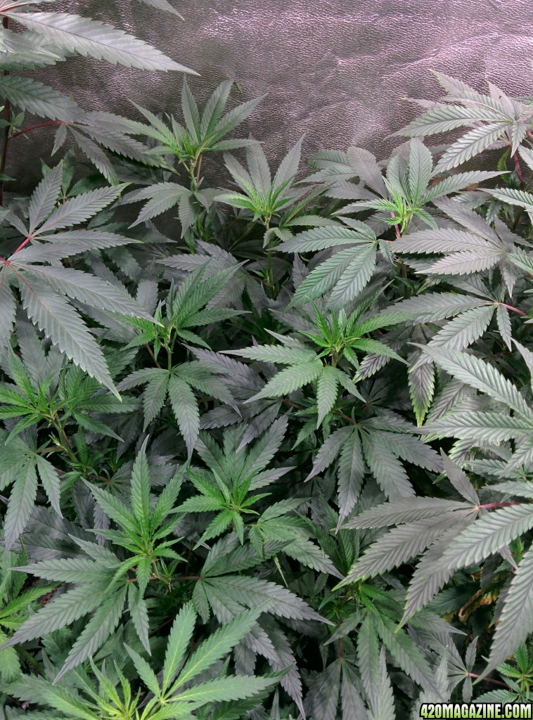 COB_LED_Grow_Light_icemud_Budmaster_7_.jpg