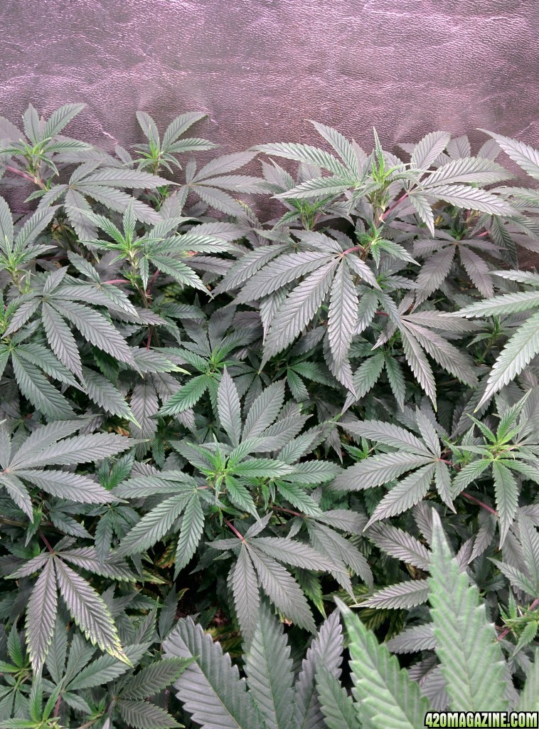 COB_LED_Grow_Light_icemud_Budmaster_8_.jpg