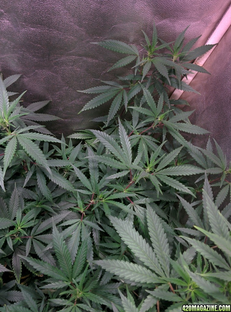 COB_LED_Grow_Light_icemud_Budmaster_9_.jpg