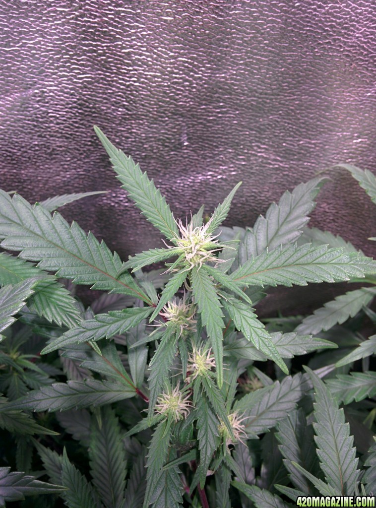 COB_LED_Grow_light_Budmaster_Ice_mud_12_.jpg