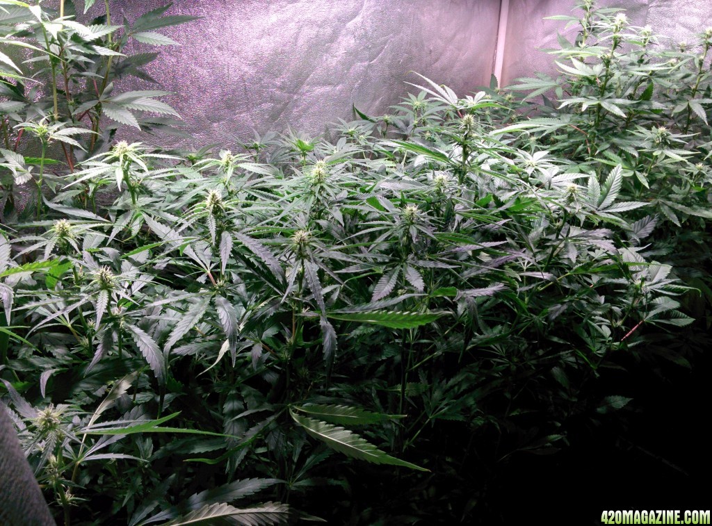 COB_LED_Grow_light_Budmaster_Ice_mud_13_.jpg