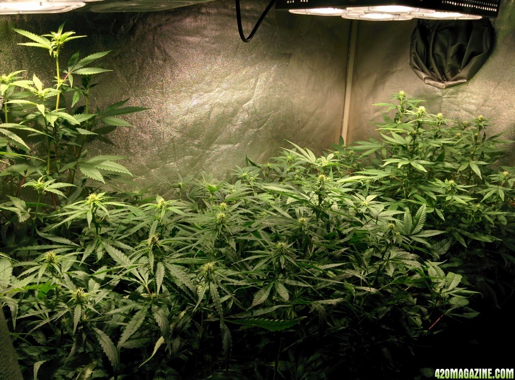 COB_LED_Grow_light_Budmaster_Ice_mud_14_.jpg