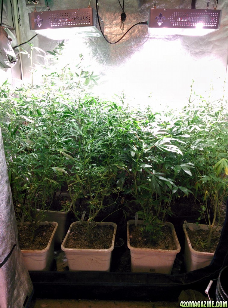 COB_LED_Grow_light_Budmaster_Ice_mud_2_.jpg