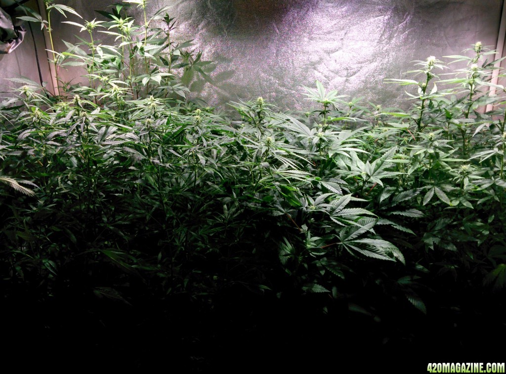 COB_LED_Grow_light_Budmaster_Ice_mud_4_.jpg