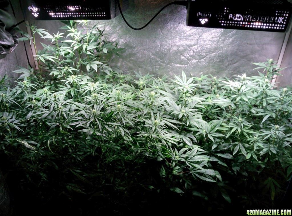 COB_LED_Grow_light_Budmaster_Ice_mud_5_.jpg