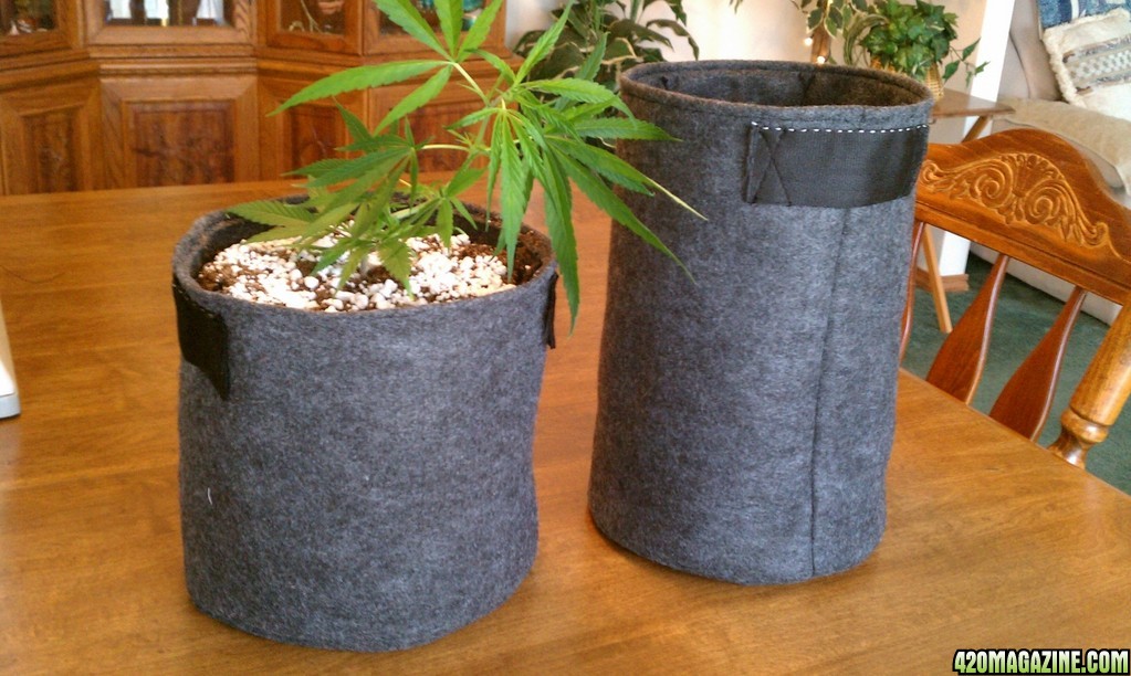 DIY fabric grow pots Cannabags made from Eco Felt