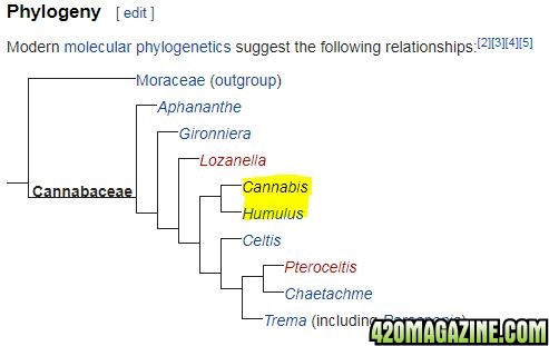 Cannabis_Phylogeny.JPG