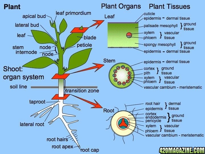 Cannabis_Plant_Structure.jpg