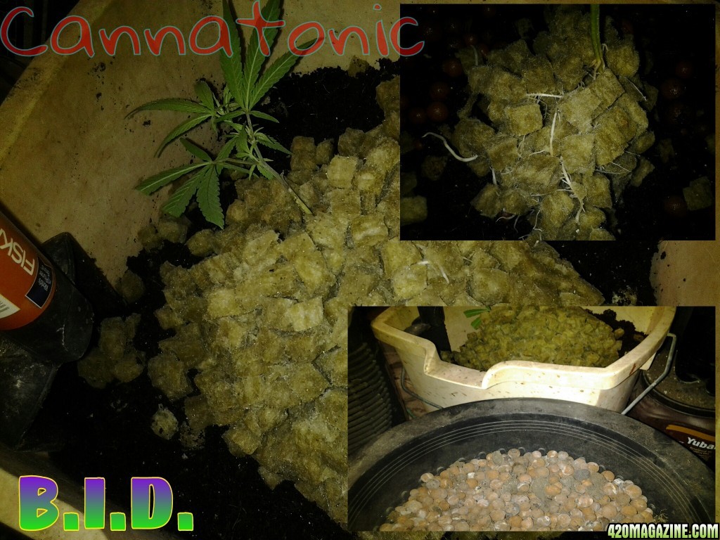 Cannatonic_1.jpg