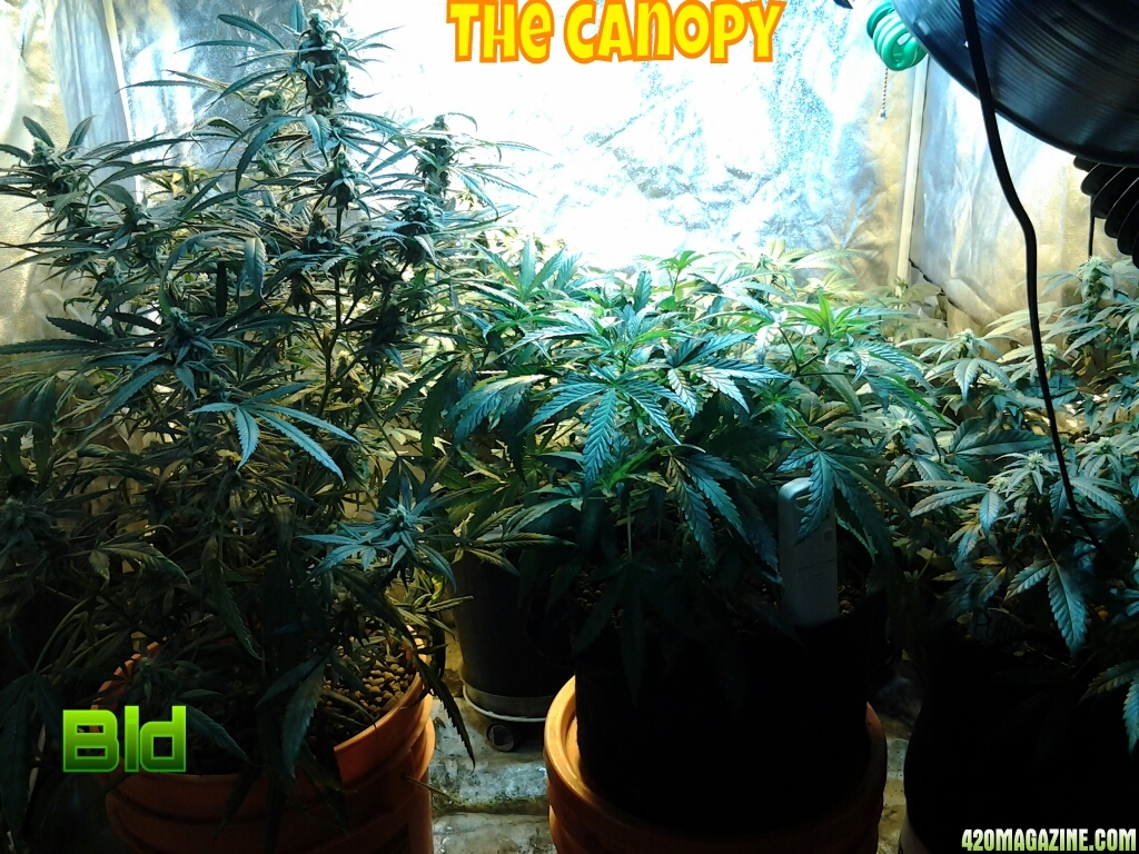 Canopy35.jpg