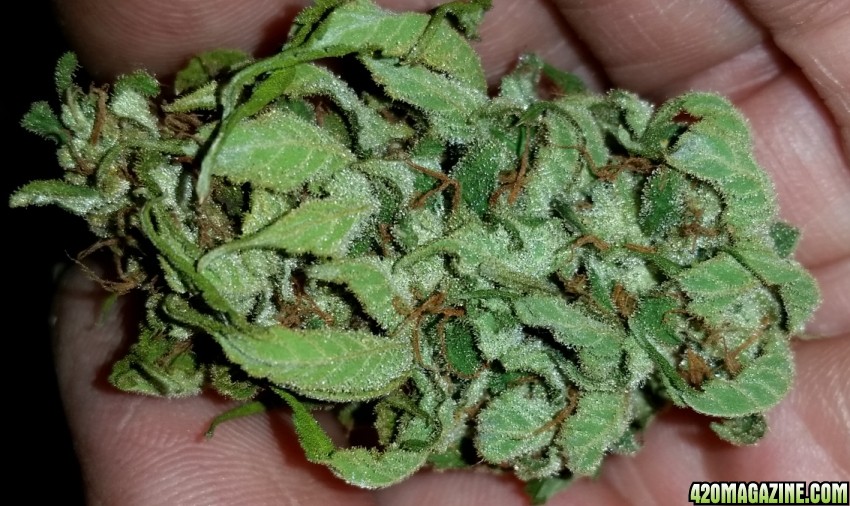 Cee_cee_bud_6.jpg