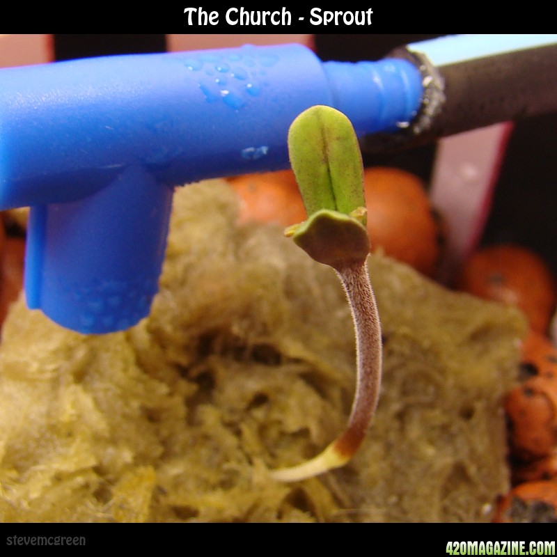 Churchsprout4.jpg