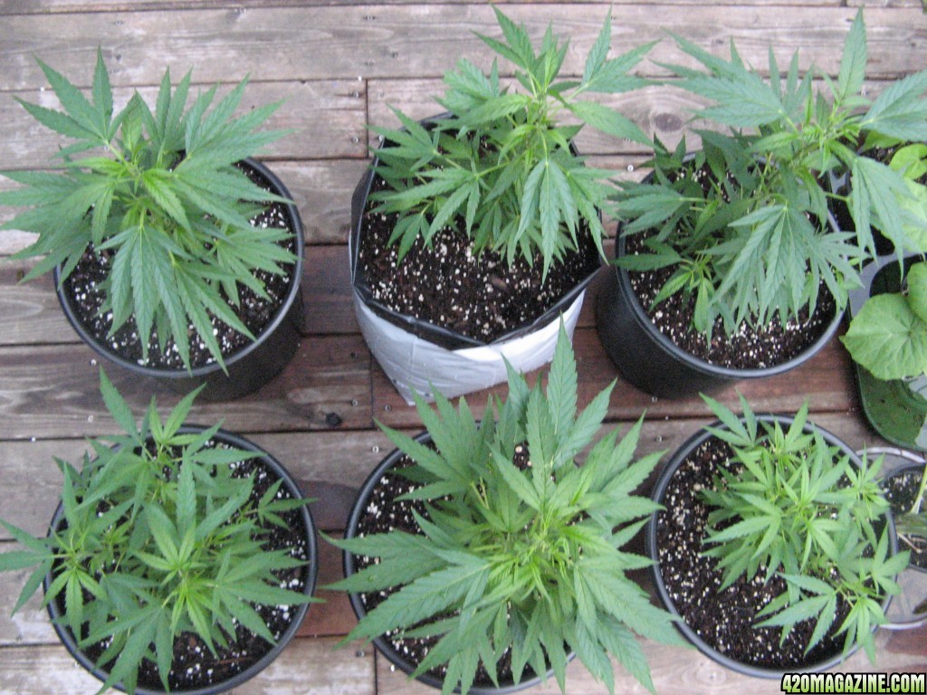 Clones_2_7-15.JPG