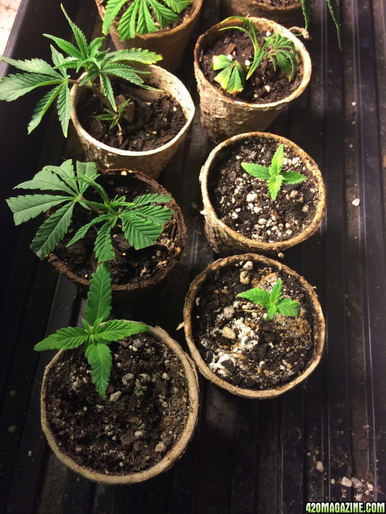 Clones_Seedlings1.jpg