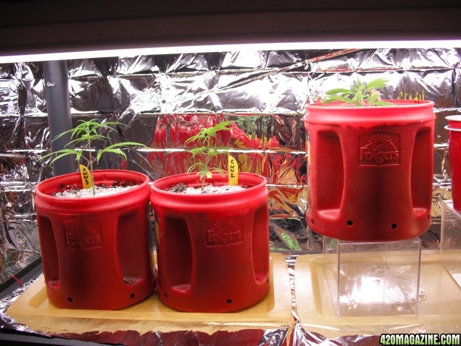 Clones_transplanted_10-27.jpg