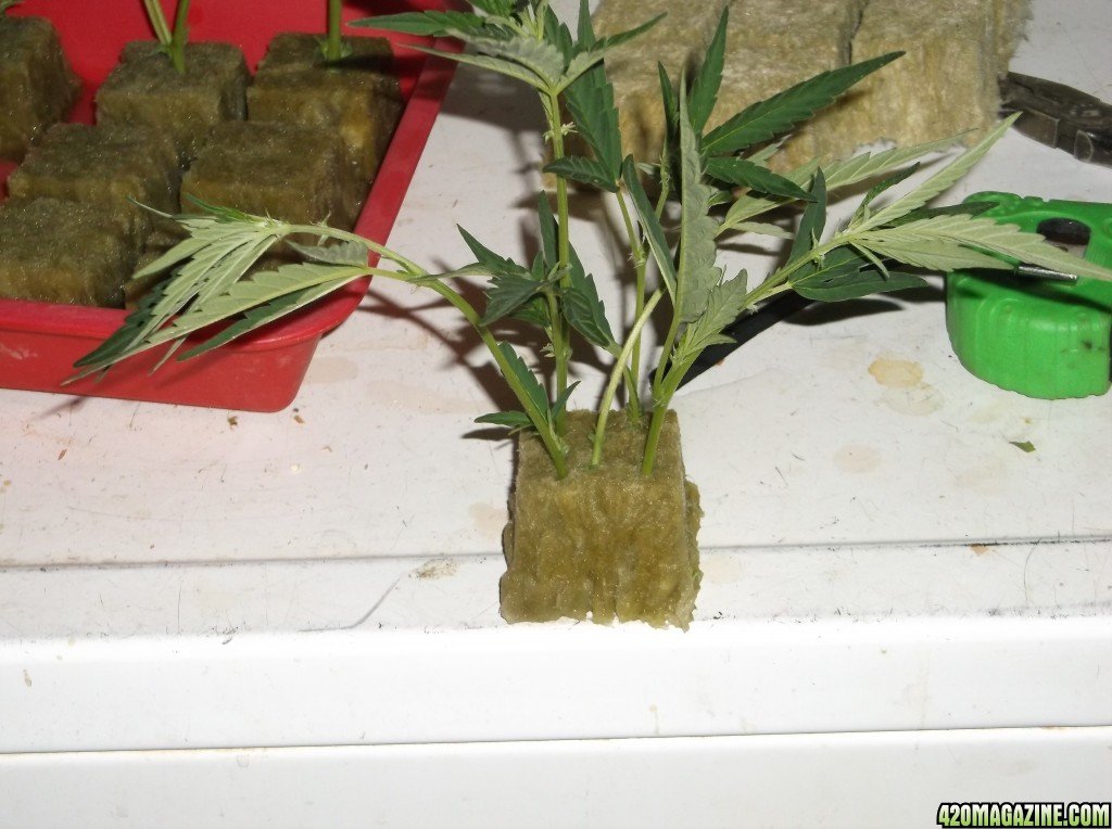 Cloning_Planter_1_010.jpg