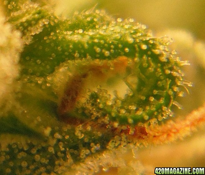 Close_up_Trichomes_2.jpg